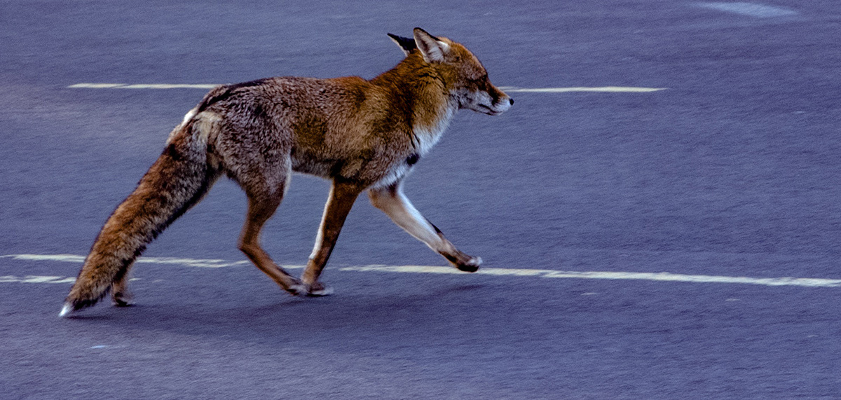 Urban fox crossing the road wildlife management articles and news pest controller magazine